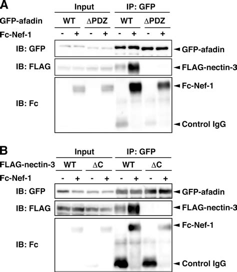 Cooperative Role Of Nectin Nectin And Nectin Afadin Interactions In