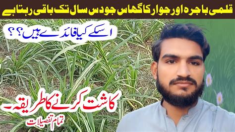 10 Saal Tak Baqi Rehnay Wala Ghaas Saraiki Vlog Hussain Village