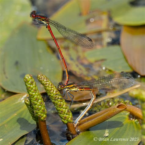 Large Red Damselflies Pyrrhosoma Nymphula Ovipositing Flickr