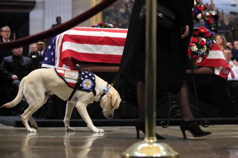 Sully el perro de servicio de Bush visita su féretro