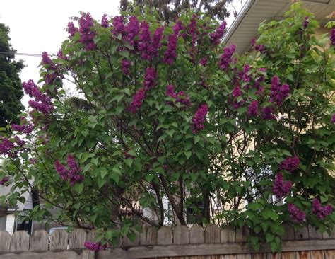 Dark purple lilac bush. So beautiful and fragrant! | Blooming plants ...