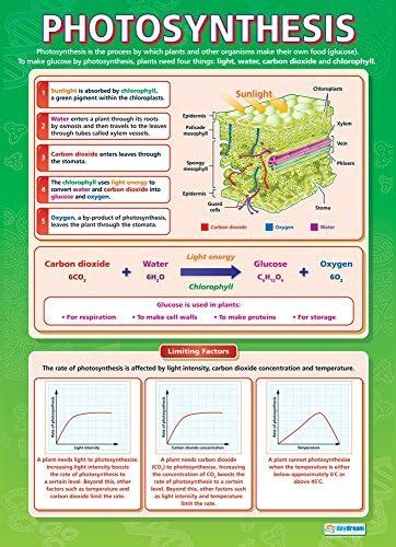 Dna Science Posters Gloss Paper Measuring 850mm X 594mm A1 Science Charts For The