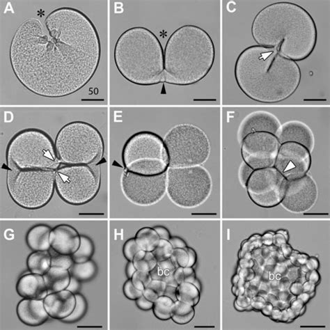 Gross morphology and cell morphology of blastula stage embryos ...