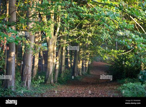 Beech Trees In English Woods Hi Res Stock Photography And Images Alamy