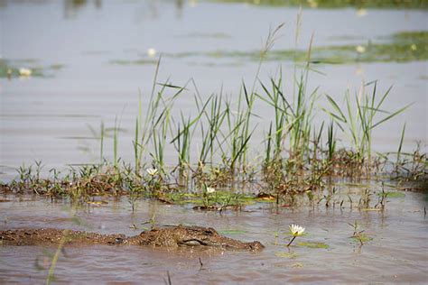 270+ Burkina Faso Wildlife Stock Photos, Pictures & Royalty-Free Images - iStock