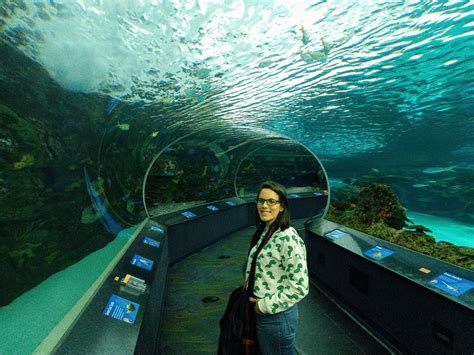 Ripley S Aquarium Toronto Un Gran Acuario En El Coraz N De La Ciudad