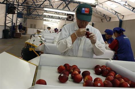 Así se realiza la inspección de fruta que se exporta desde región de O