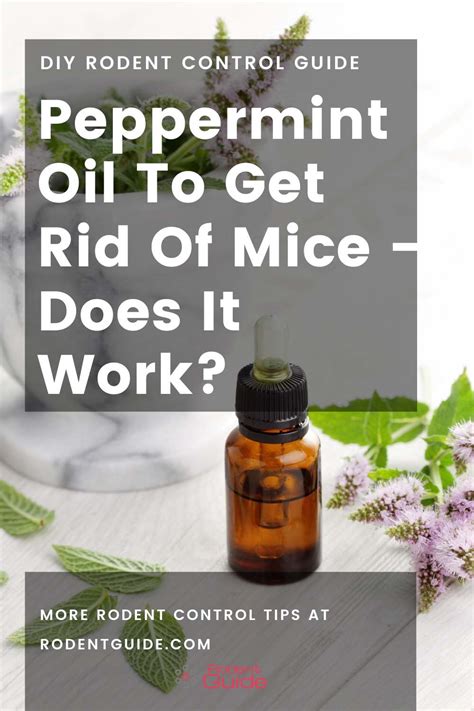 Peppermint Oil To Get Rid Of Mice Does It Work DIY Rodent Control