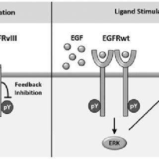 Schematic Diagram Of Negative Feedback Regulation Of Egfrviii In