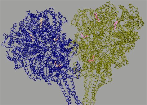 Dynein Motor Domain Structure And Function In Dictyostelium