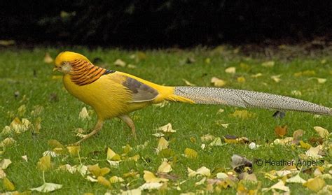 Golden Pheasant Male