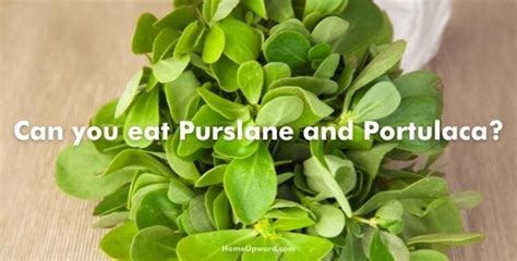 Purslane Vs Portulaca Plant Differences Explained