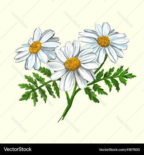 Daisy Hand Drawn Painted Royalty Free Vector Image