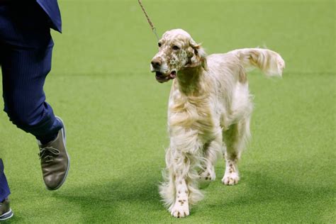 This distinguished little gentleman just won the 2023 Westminster Dog ...