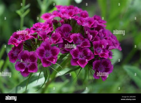 Lecho De Flores De Dianthus Barbatus Primer Plano De La Cabeza Rosa Y