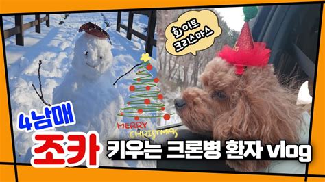 Vlog크론병브이로그크론병4남매조카육아가지무밥찜닭크리스마스산책애견까페외식푸들폭설눈사람눈내리는날