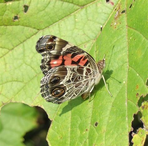 American Lady Order Lepidoptera Butterflies And Moths Su Flickr