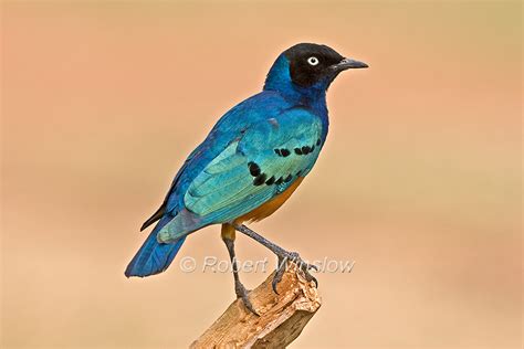 Birds Of East Africa Largest And Most Popular Gallery On The Website