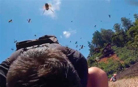 Abejas Gigantes Atacan Inesperadamente A Turistas Su Video Se Hace