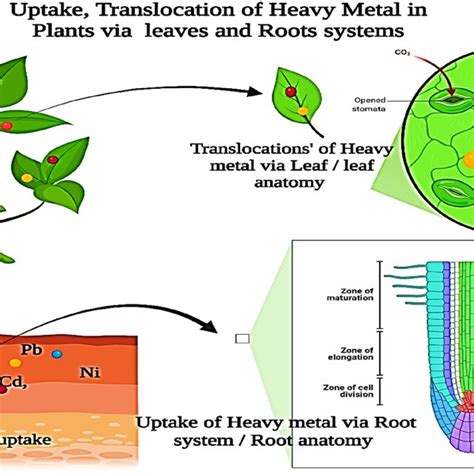 Schematic Diagram Shows The Uptake Translocation And Sequestration Of