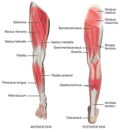 A Graphic Showing Lower Extremity Muscles Leg Muscles Anatomy Lower