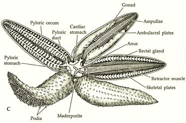 Reproduction - Forbes Starfish Resources