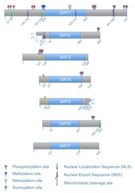 Schematic Overview Of Human Sirtuins And Their Ptms The Seven