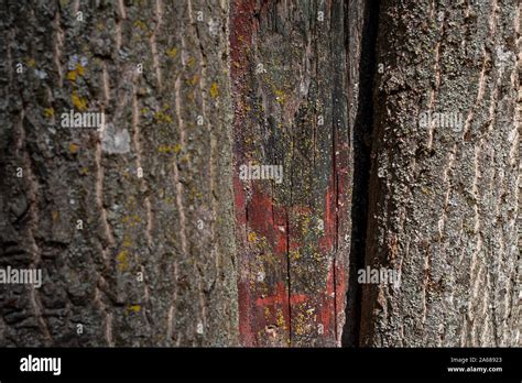 Textura de corteza de árbol Vintage de corteza de árbol de roble