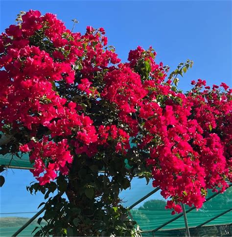 Bougainvillea BUSH 5lt - CND Nursery