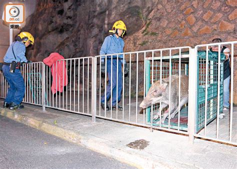 黃竹坑七豬得食 西灣河困陰功豬 東方日報