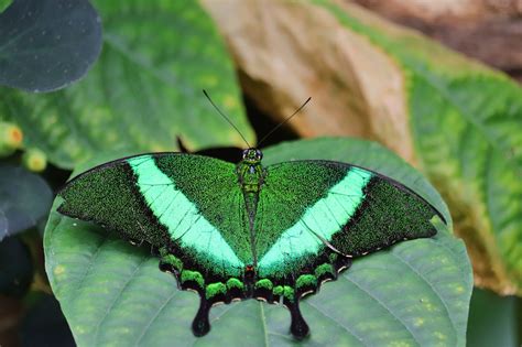 Borboleta Inseto Entomologia Foto Gratuita No Pixabay Pixabay