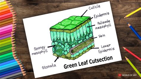 How To Draw Green Leaf Cut Section Diagram With Names Youtube