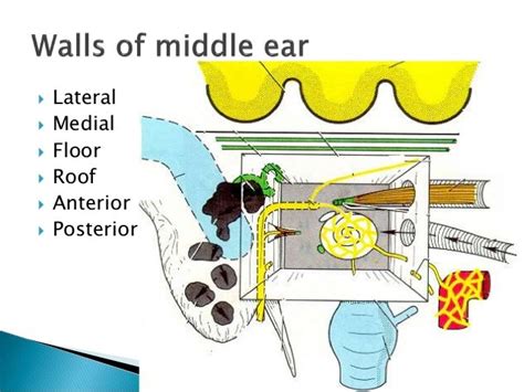 Anatomy of middle ear