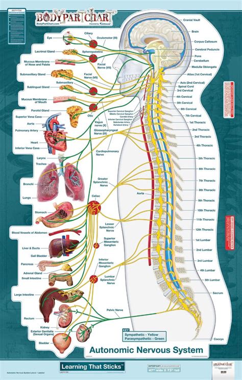 BodyPartChart Autonomic Nervous System Lateral View Wall Decal