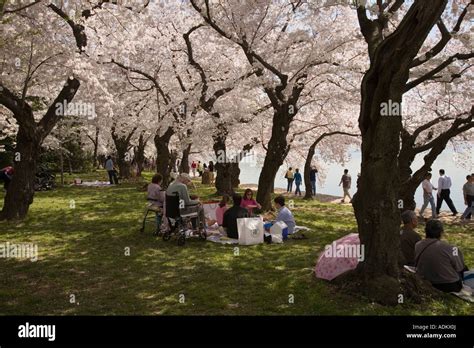 Family Picnic under cherry blossom trees at Cherry Blossom festival ...