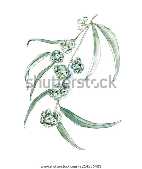 Australia Flower Sketch Isolated On White Stock Illustration 2214556403 ...