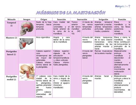 Músculos de la masticación MARGAR DOC uDocz