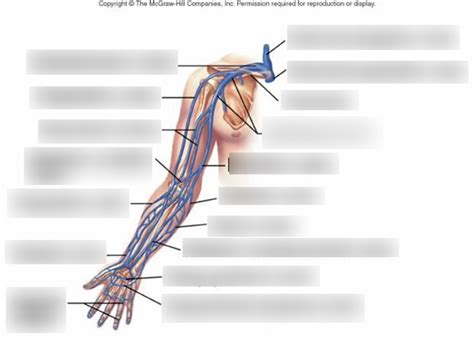 Dissection Arm Veins Diagram Quizlet