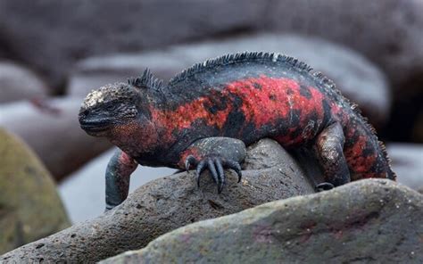 Una iguana marina amblyrhynchus cristatus en las islas galápagos