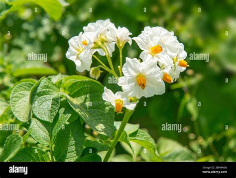 Potato Flower Solanum Tuberosum Nightshade Plant Potato Field Stock