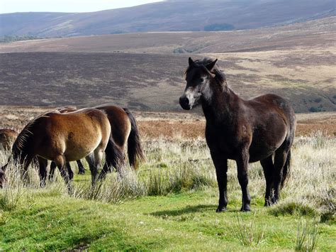 Exmoor Ponies 1 Catchment Change Network