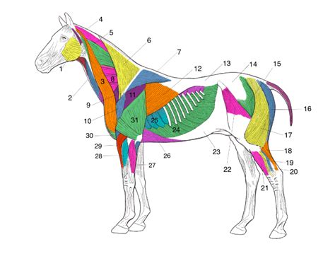 Equine Superficial Muscles Diagram Quizlet