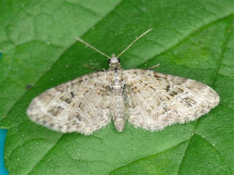 Hecken Blütenspanner Eupithecia exiguata NGID1138060839 Flickr