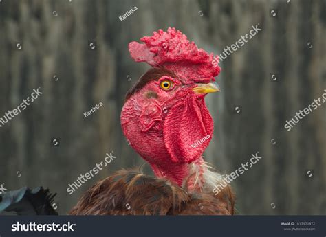 Close Portrait Naked Neck Rooster On Stock Photo Shutterstock