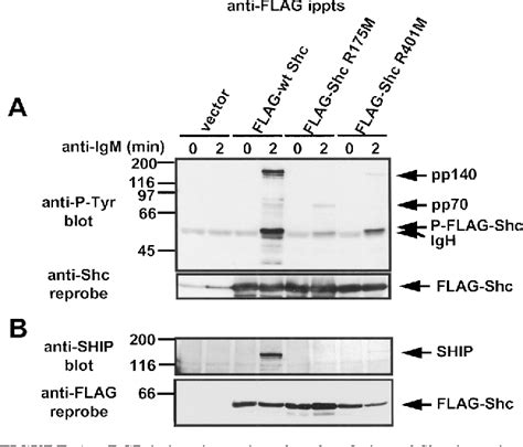 Figure From Depends On The Ship Inositol Phosphatase To B Cell