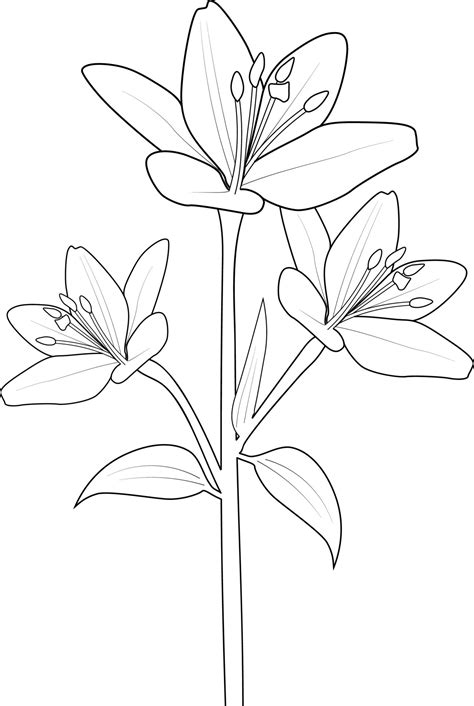 lilly drawing 9