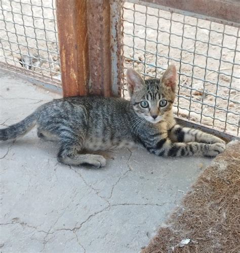 TRASTO 2 gato en adopción en Elche Alicante Bambú difunde