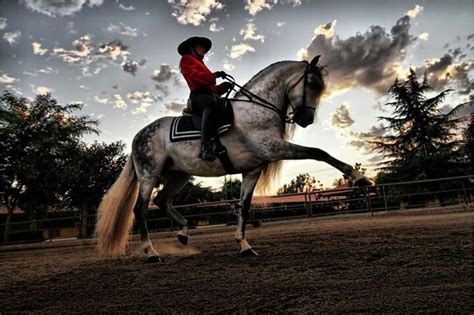 Spanish Walk Horses Pinterest