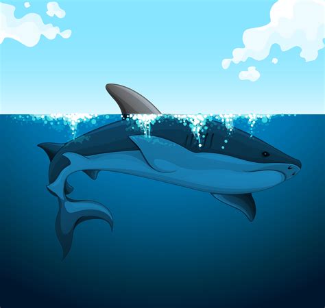 Big shark swimming under the water 300367 Vector Art at Vecteezy