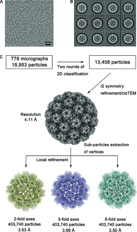 Cryo Em Reconstruction Of The Psv Capsid A Representative Cryo Em